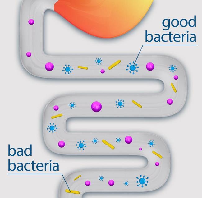 Kanıta-dayalı yetişkin çalışmalarında kullanılan probiyotik dozları WGO Global Guideline Probiotics and prebiotics 20 ADULT Disorder, action Probiotic strain, prebiotic, synbiotic Lactobacillus