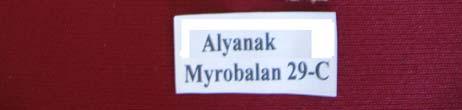 Aşı yerinin aşılamadan 6 ay sonraki anatomik yapısı Bu kombinasyonun 6 aylık