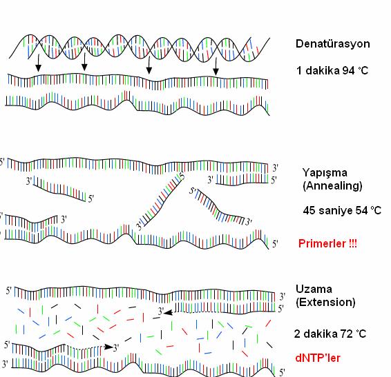 35 POLİMERAZ ZİNCİR REAKSİYONU Zincir Açılması Birinci adım: Ayrılma fazı Hibridizasyon