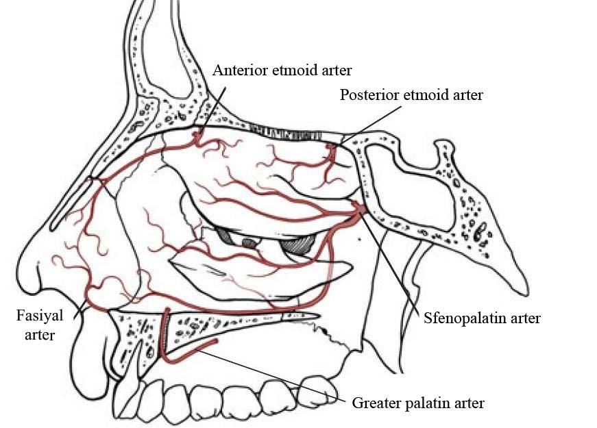 NASUS EXTERNUS (EKSTERNAL BURUN) UN DAMAR VE SİNİRLERİ: Arterleri: R. lateralis nasi ( A. facialis in dalı), R. septi nasi (A. labialis superior un dalı), A. dorsalis nasi ( A.
