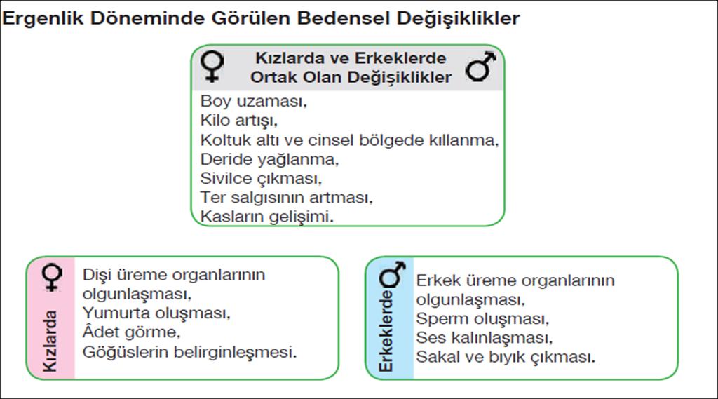 *Ergenlik süreci, çocuğun büyüme atılımını, birincil (üreme organlarındaki değişimleri içerir) ve ikincil cinsiyet (beden yapısındaki değişimleri içerir) özelliklerini gösterdiği en hızlı büyüme ve