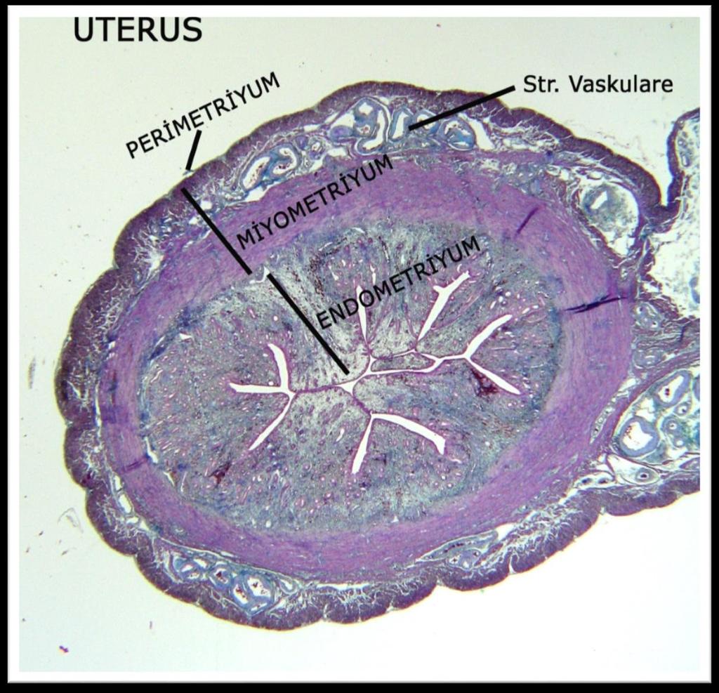 Embriyo ve fötüs için gelişim yeri olan uterusun duvarı endometrium, miyometrium ve perimetriyum olmak üzere 3