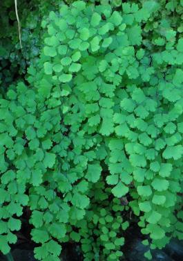 (Adiantum)