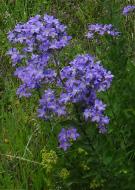 Campanula aucheri):