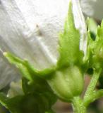 betulifolia Huş