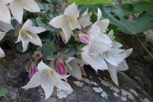 Campanula crispa