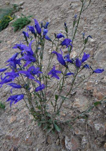 Campanulaceae (Campanula)