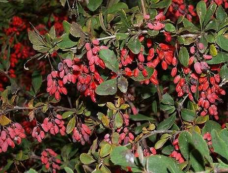 Berberis