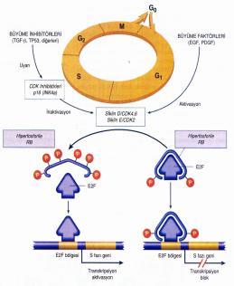 Retinoblastomun gelişimi için iki mutasyon (vuruş) gereklidir. Bunlar 13. kromozom kısa kolu 14.lokusta bulunan RB genindedir.