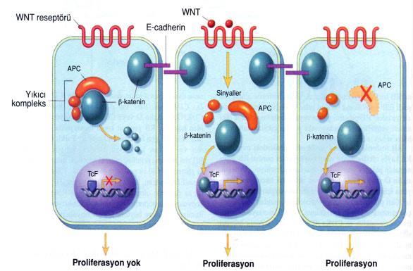 Beta-katenin, APC geninin de bir parçası olduğu komplekste yer alır.