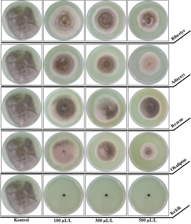 53 antifungal etkilerin besiyeri ortamındaki görünümleri Şekil 8 ve 9 da gösterilmektedir.