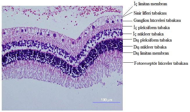 Resim1: Retinanın Katmanları (Tavşan Retinası) 2. YAŞA BAĞLI MAKULA DEJENERASYONU YBMD, gelişmiş ülkelerde 65 yaş üzeri toplumda merkezi görme kaybı ve körlüğün en sık sebebidir (1).