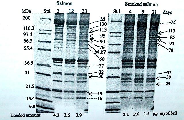 Şekil 2.5. Depolanmış ve dumanlanmış salmonlardan izole edilen miyofibrilar proteinlerdeki değişimler (M:miyosin)(Lund ve Nielsen, 2001). Benzer bir çalışmada ise Hultman vd.