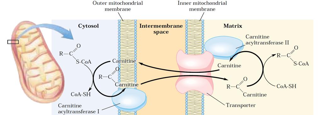 Yağ asidi oksidasyonun enzimleri hayvan hücresinde mitokondri matriksinde bulunmaktadır.