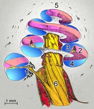 Şekil 1: Kokleanin Boyuna Kesiti: Şekilde kokleanın üçlü kanal sistemi ve sarmal yapısı net olarak görülmektedir.