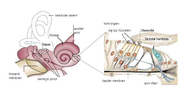 Şekil 2: Korti organı (www.faculty.augie.edu). Tüy hücreleri tarafından uyarılan sinir lifleri kokleanın merkezinde (modiolus) yer olan kortinin spiral ganglionuna gider.