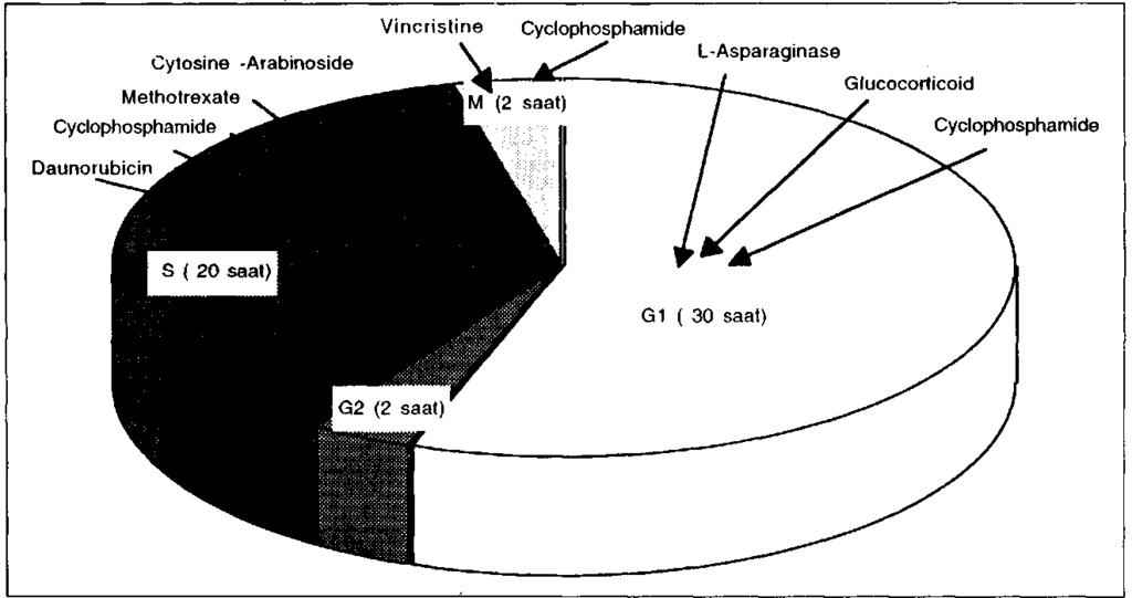 BİLGİR ve Ark. Tablo 1. Sitotoksik ilaçlar A. Alkilleyici Ajanlar 1. N.Mustard (HN2) 2. Cyclophosphamide 3. Chlorambudl 4. BusuKan 5. Melphalan 6. ifosfamide ve Mesna B. Antimetabolitler 1.