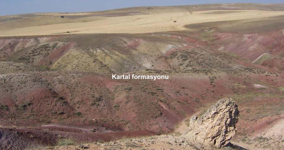 Kırmızı, kırmızımsı-bordo-kiremit renkli, kalın katmanlı, alt seviyelerde çok kötü boylanmalı, yarı köşeli-yarı yuvarlak ve gevşek çimentolu olup, yer yer evaporit seviyeleri içerir (Dirik ve Erol,