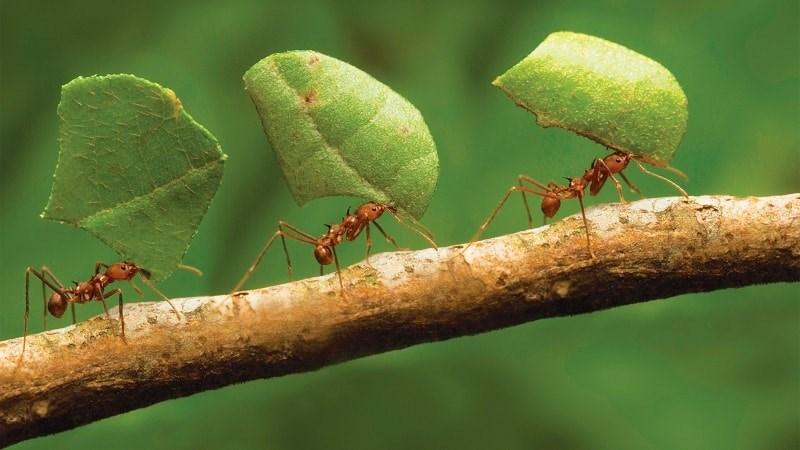 FEN VE MATEMATİK ÇALIŞMALARIMIZ (GEMS) KARINCALAR Karıncaların