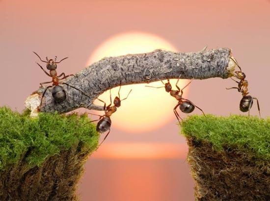 Karıncaların evleri nasıl olur?