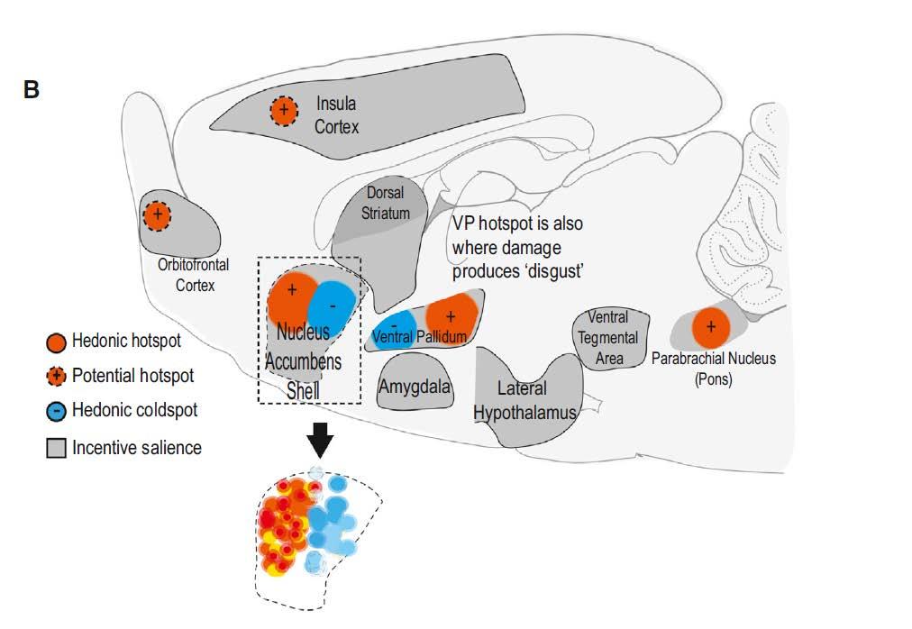 Keyif-Pleasure Nucleus Accumbens -Ventral Pallidum- OFK-İnsula- Pons - Hedonik