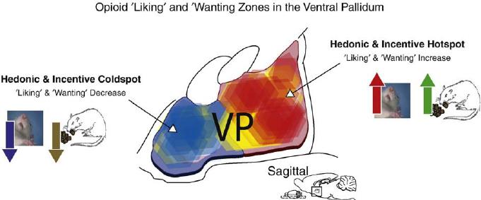 fonksiyonel ilişki - Uygun bölge uygun nörokimyasal Ventral