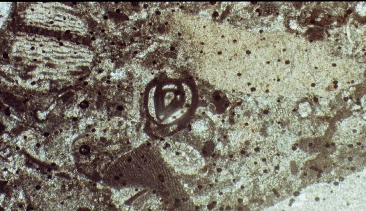 Şekil 4.7. Rozalya mermerine ait ince kesit fotoğrafı Çizelge 2.5 de verilen Folk; (1959) sınıflamasına göre Rozalya mermeri biyomikrosparit bileşimindedir.