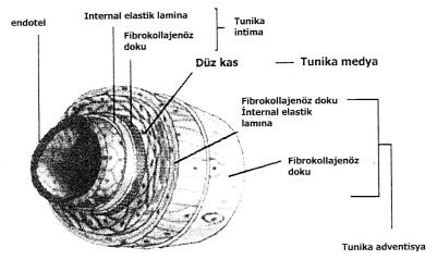 298 DAMAR DÜZ KASI PROLİFERASYONUNDA SİNYAL İLETİMİ Şekil 1: Damar kesiti ve damar düz kasının damardaki yerleşimi.