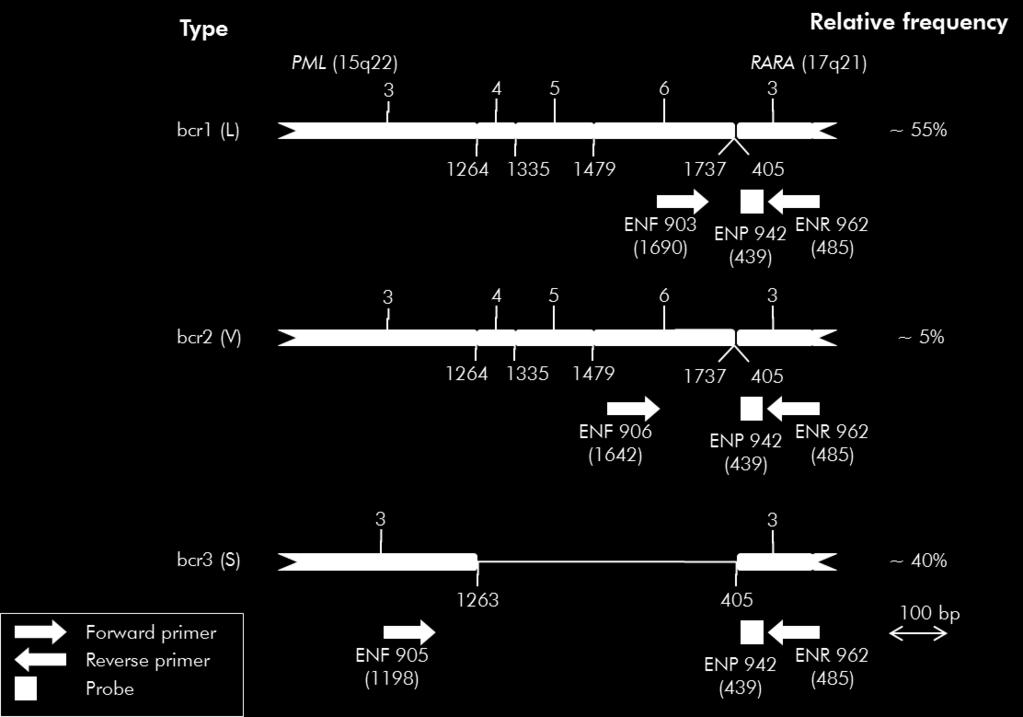 Tip Relatif sıklık İleri Primer Geri Primer Prob Şekil 1. EAC qpcr primerleri ve prob setinin kapsadığı PML-RARA FG transkriptinin şeması. Tip bcr1 (L) için: ENF903 ENP942 ENR962.