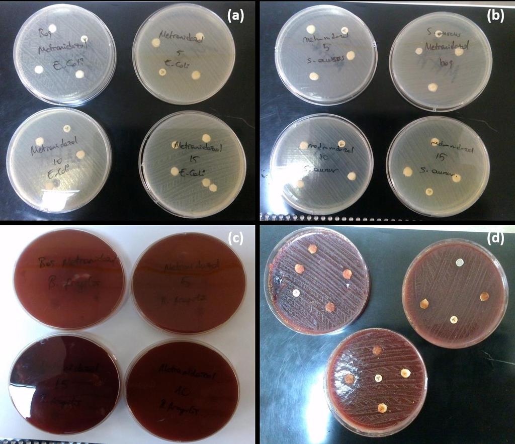 4.3.2. Antibakteriyel Etkinlik Metronidazol salımının antibakteriyel etkinliği, Bacteroides fragilis (B. fragilis, ATCC 25285, gram negatif, zorunlu anaerob), Streptococus sanguinis (S.