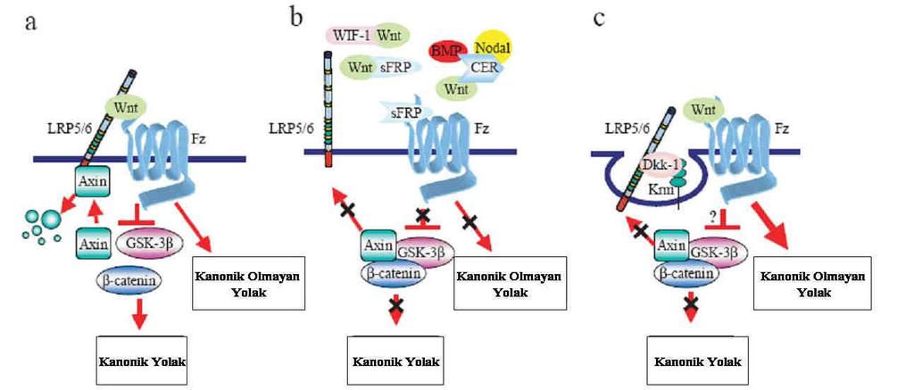 Benzer çalışma Valencia vd (2009) tarafından 4 AML hücre serisinde ve 184 AML hastasında sfrp1, sfrp2, sfrp4, sfrp5 ve DKK1, DKK3 genlerinin promotor bölgeleri hipermetile olarak bulunmuştur.