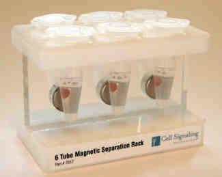 Şekil 3.8. Magnetik seperatör (Magnetic separation rack) - 5 dk.nın sonunda bead.lere dokunulmadan supernatant kısım pipetle alınıp atıldı.