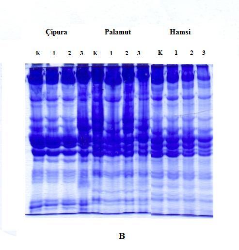 1 ALA eklemesinin protein karbonil düzeyini önemli düzeyde azalttığı, fakat %1 düzeyinde ALA eklemesinin ise protein karbonil düzeyi üzerine önemli bir etkisinin olmadığı tespit edilmiştir (p<0.05).