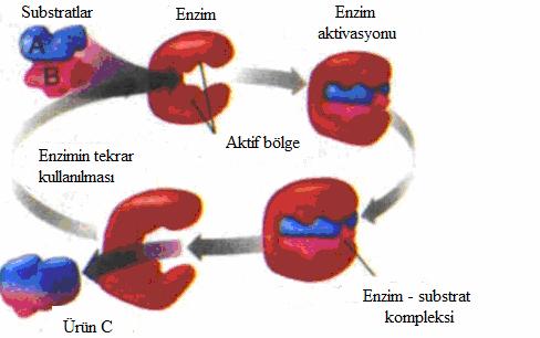 4 2.1.1. Enzimlerin yapısı ve özellikleri Enzimler kimyasal bakımdan protein yapısında moleküllerdir. Enzimin protein yapısının yanında enzime aktiflik kazandıran gruplar vardır.