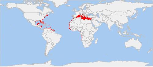 3. MATERYAL VE YÖNTEM Meltem MANAŞIRLI Derin su pembe karidesi, tüm Akdeniz de ve Atlas Okyanusu nun doğusunda Portekiz den Angola kıyılarına kadar; batısında ise Amerika Birleşik Devletleri