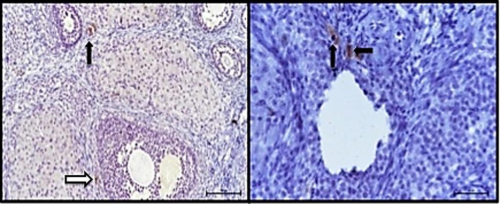 36 Resim 4.3..BrdU işaretli ovarian stromal kök hücrelerin ovaryum stromasına ( ) ve teka katmanına ( ) yerleştiği gözlendi X20