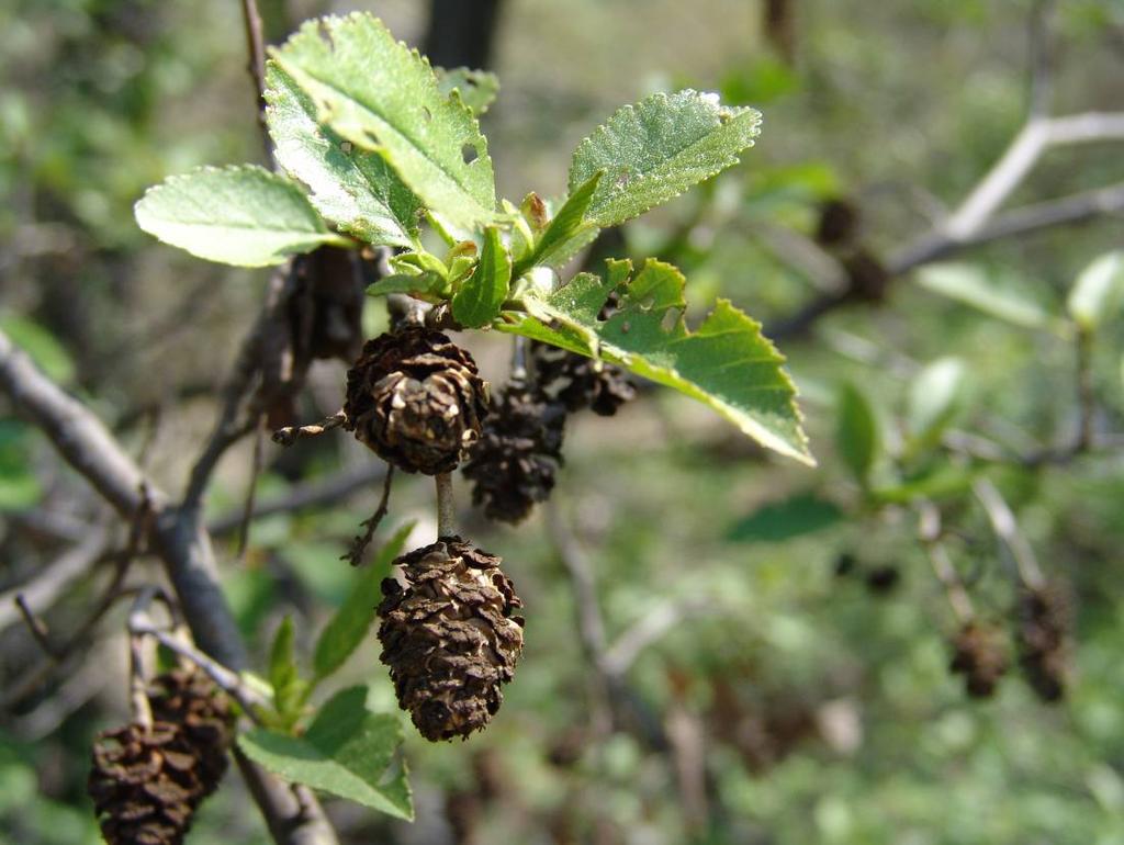 Alnus orientalis Decne. var.