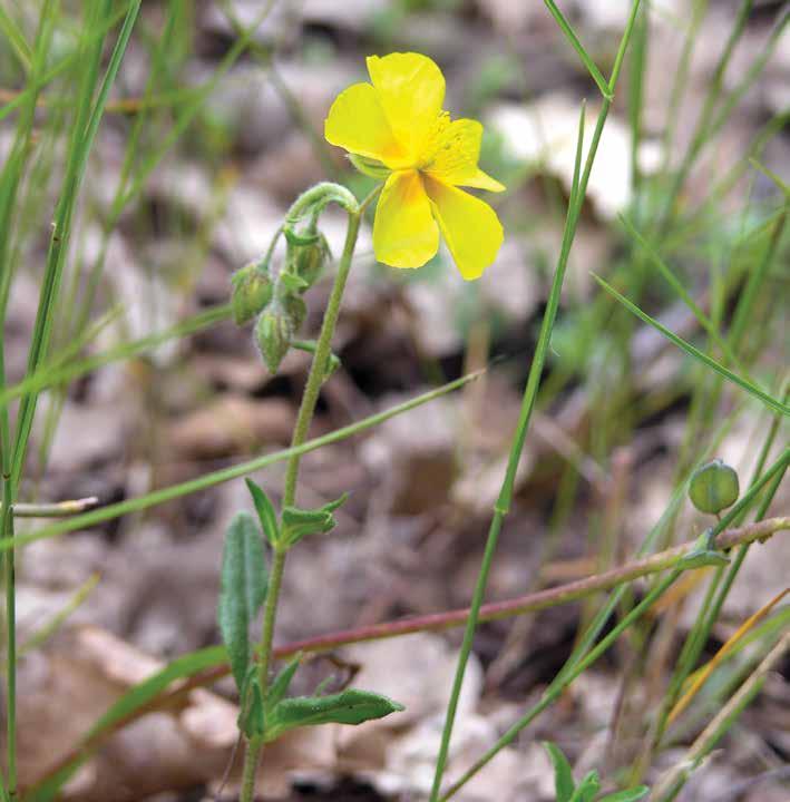 Helianthemum ovatum Dunal Yeşil güngülü Dünyada O. Avrupa, Balkanlar ve Kafkaslarda yayılış gösteren bu tür, ülkemizde ise B. Karadeniz bölümünde yayılış göstermektedir.