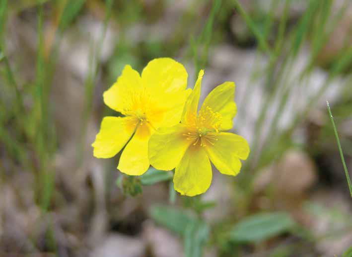 Helianthemum Mill. (Güngülü) 4.İç çanak yaprakların iç yüzeyi tüysüz; stillus tabanda kıvrık, üst yarısında düz 7.