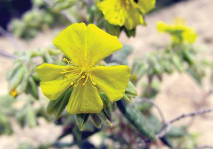 Helianthemum syriacum (Jacq.) Dum.Cours. Arap güngülü Genel coğrafi yayılışı tüm Akdeniz havzasıdır. Fakat Türkiye de nadir yetişen bir türdür.