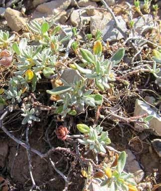 Helianthemum antitauricum Davis & Coode Has güngülü Ülkemizde sadece Adana ve Kayseri illerinden bilinen endemik bir türdür.