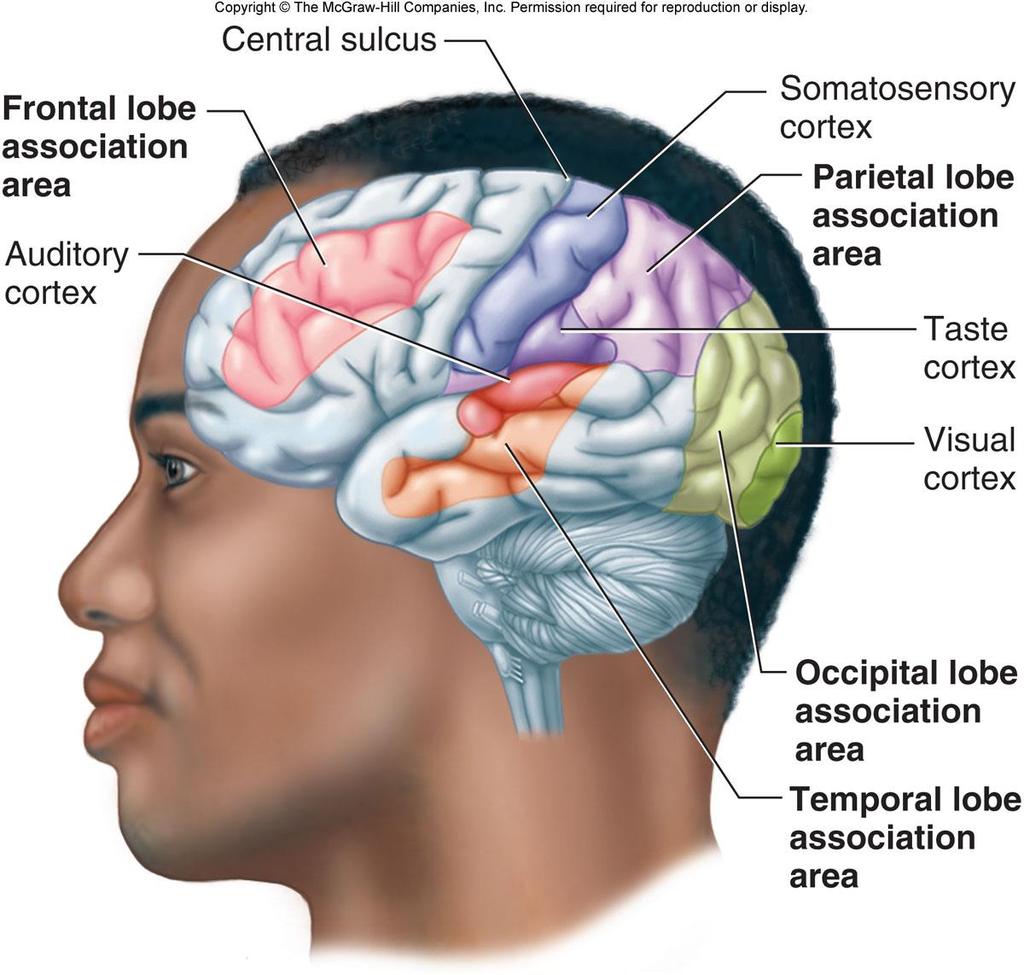 Korteksin duysal bölgeleri Ön lob ilişkilendirme bölgesi Duyma korteksi Bedensel-duyusal korteks Parietal lob