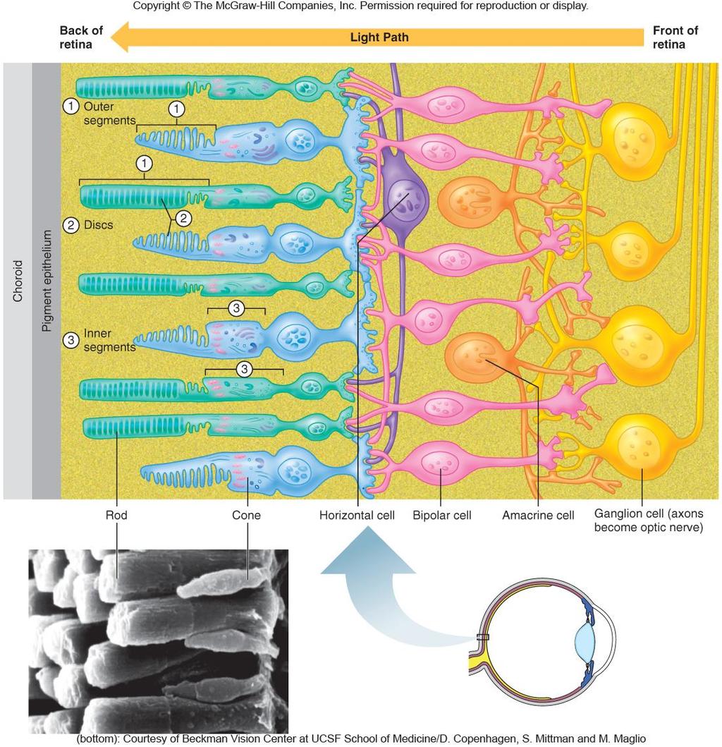 Işık almaç (Fotoreseptör) hücreleri Çubuklar (rod): ışığa çok hassas Koniler: ışığa daha az hassas