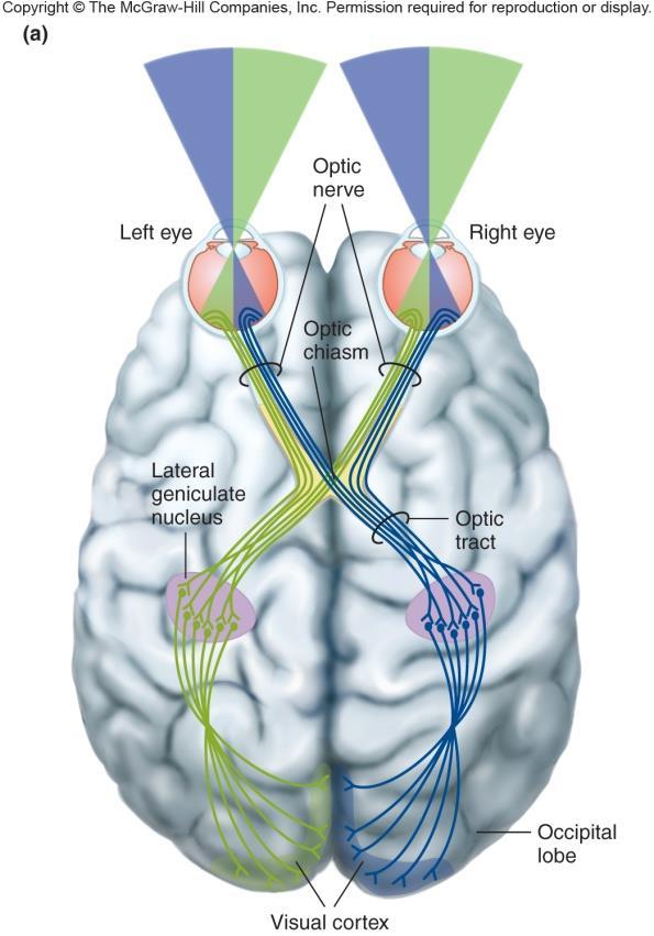 Neural Pathways for