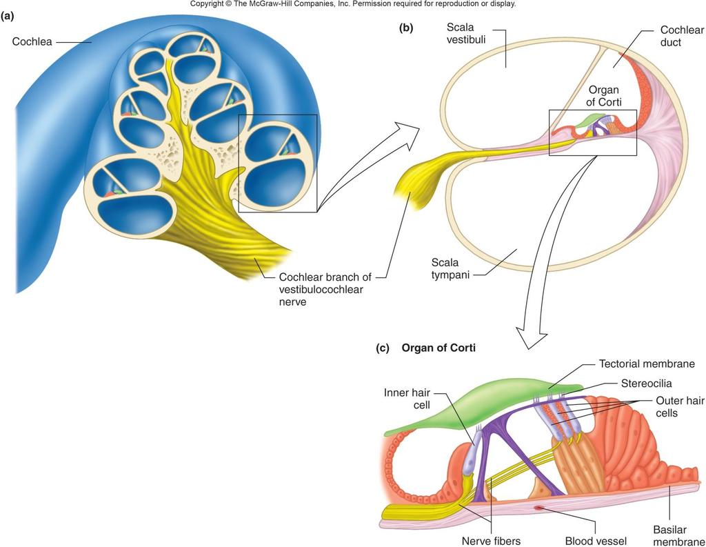 Kohlea ve korti organı Korti organı Kohlea sinirleri Tüysü