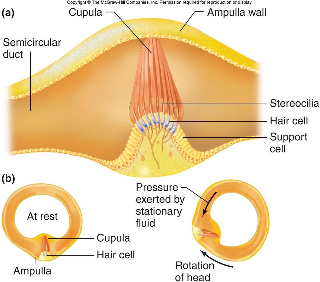 The Cupula & Ampulla Yarım daire kanalı Stereosiller Tüysü