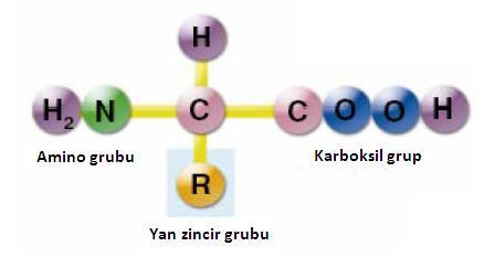 20 Şekil 2.3. Aminoasitlerin genel yapıları Aminoasit denildiğinde genellikle aminoalkanoic asit tanımı akla gelir.