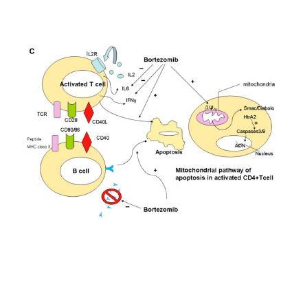 Antikor Üretiminin İnhibisyonu Bortezomid (Proteozom İnhibitörü) Plazma hücre apopitozu yapar ve potansiyel Ab üretimini azaltır