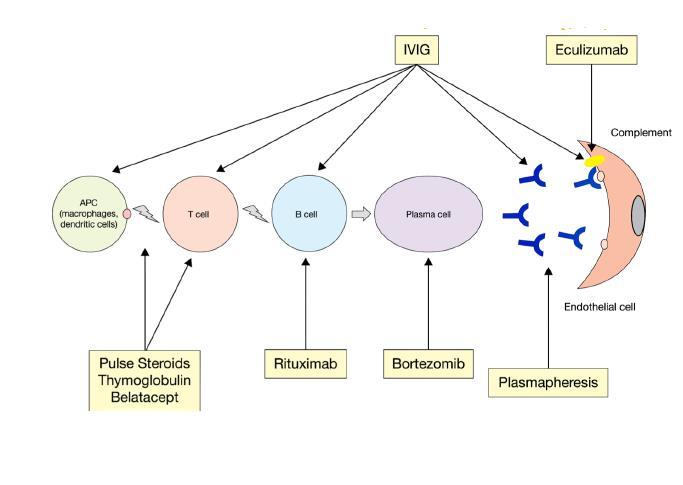 İntravenöz İmmünglobulin (IVIG) Anti-HLA antikorların nötralizasyonu ve klirensini artırır Kompleman C5b-C9 MAK oluşumunun inhibisyonu Aktif B lenfositleri üzerindeki CD19 ekspresyonunu inhibe ederek