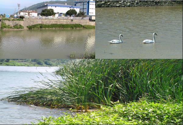 Akçaova Deresi (Ordu) Riparian Zonunun Makrofit Florası dökülmektedir. Derenin yukarı bölümü koruyucu akarsu ekosisteminden (riparian zon) yoksun iken aşağı bölge zengindir.